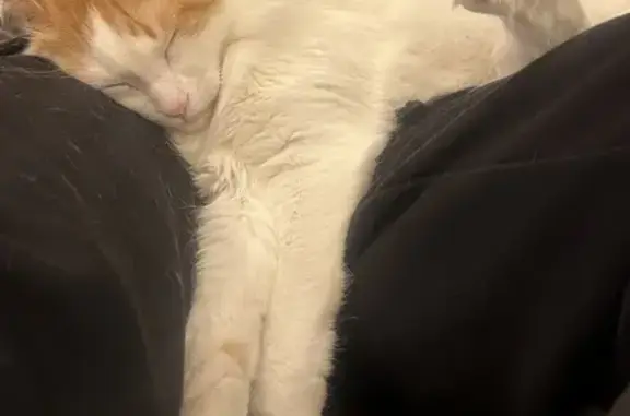 Animaux perdus Puteaux, photo: Chat perdu à Puteaux : Orphée, mâle sociable