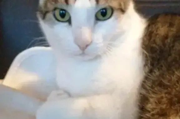 Chat perdu, La Tour-de-Salvagny, photo: Chat perdu à La Tour-de-Salvagny
