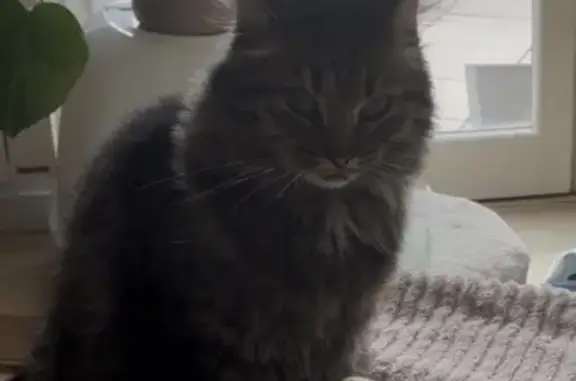 Chatte tigrée disparue à Iffendic - photo
