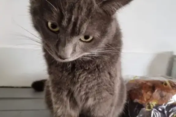 Animaux perdus Saône, photo: Chat disparu à Saône, rue de la Glacière