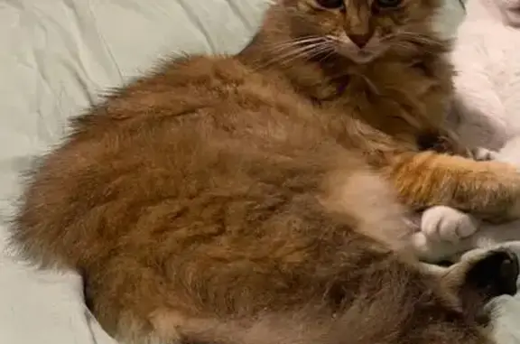 Animaux perdus Mérignac, photo: Chat marron aux yeux verts perdu à Mérignac