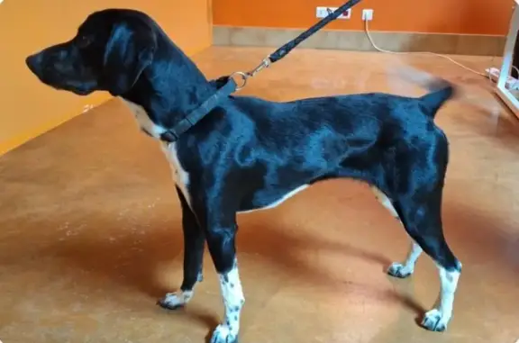 Chien trouvé Blauzac, photo: Chien noir trouvé à Blauzac, collier noir