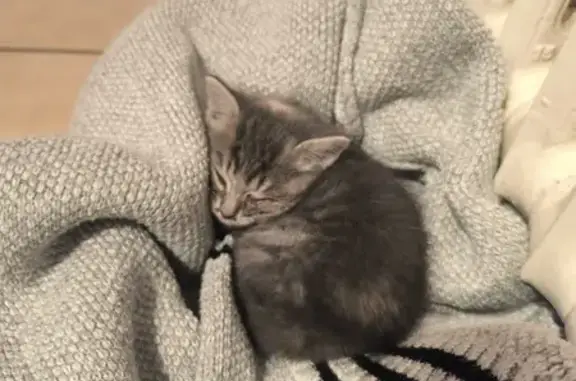 Chaton gris-beige trouvé à Coulonges - photo