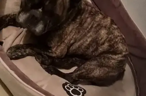 Chien trouvé , photo: Bouledogue mâle trouvé sur le pont à Rieucros