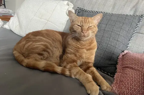 Chat roux mâle disparu à Scharrachbergheim - photo