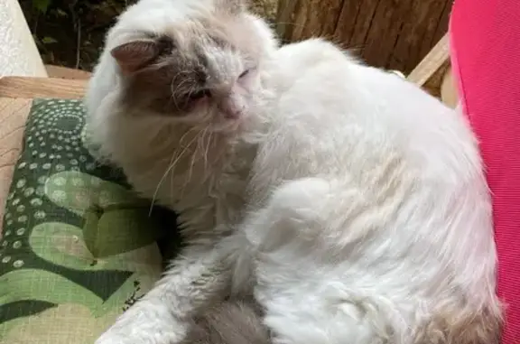 Chat perdu, Arcangues, photo: Chatte Ragdoll perdue à Arcangues
