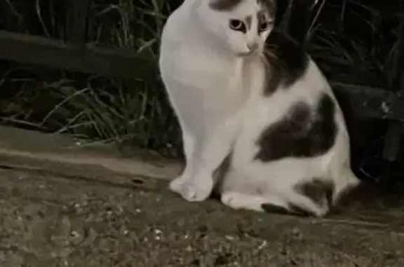 Animaux perdus Paris, photo: Chatte tigrée disparue Paris 16ème