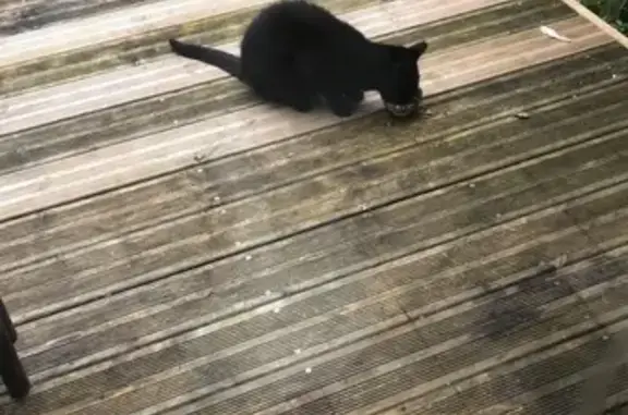 Chat vert agressif trouvé à Cherbourg - photo