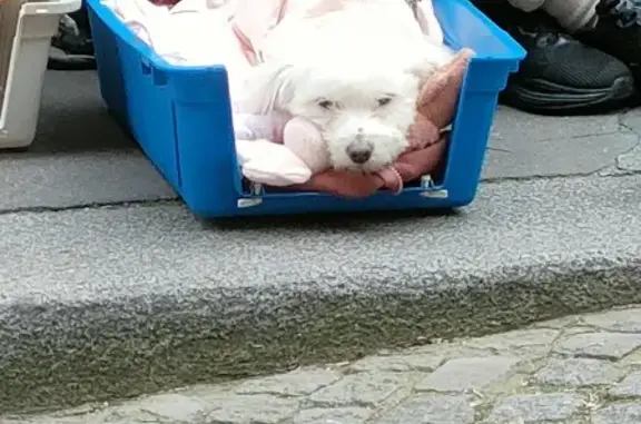 Chien trouvé Avenue Parmentier, Paris - photo