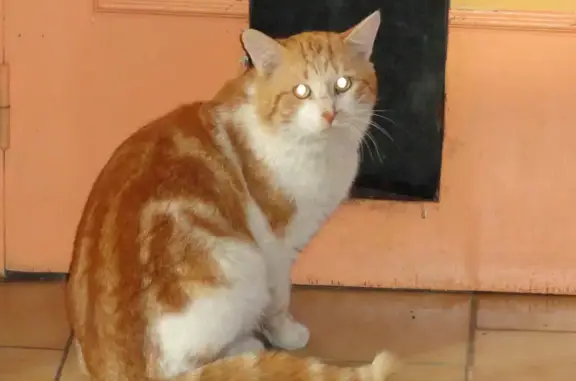 Chat Européen roux-blanc perdu à Souvignargues - photo