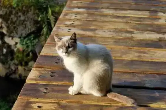 Animaux trouvés , photo: Chat trouvé à Sourniac, croisé siamois