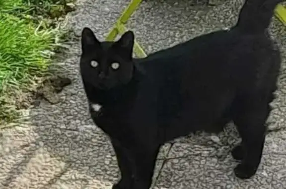 Chat perdu, Boult-sur-Suippe, photo: Chat noir perdu à Boult-sur-Suippe