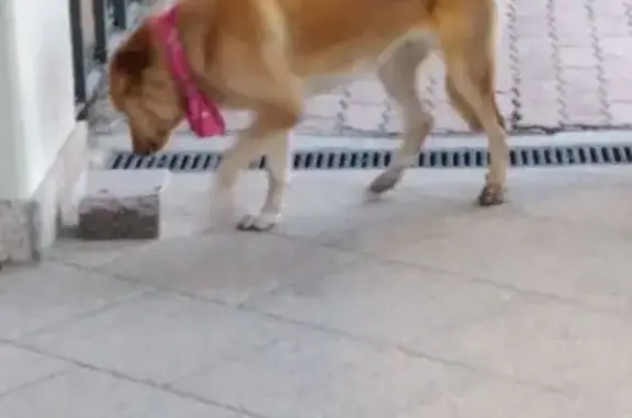 Animaux trouvés , photo: Chienne craintive trouvée aux Angles