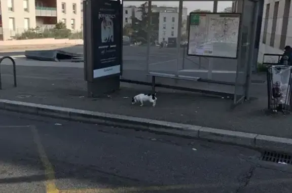 Chien noir et blanc perdu à Vénissieux - photo