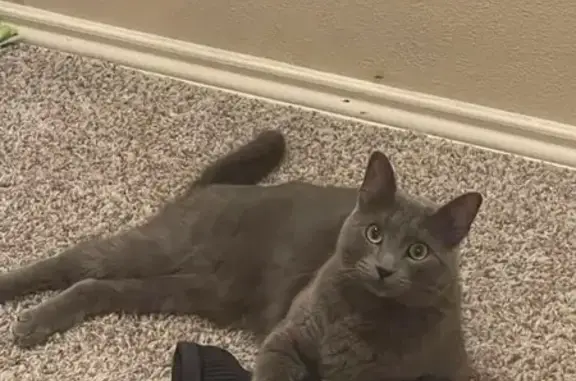 Lost Grey Cat in Carolina Crossing