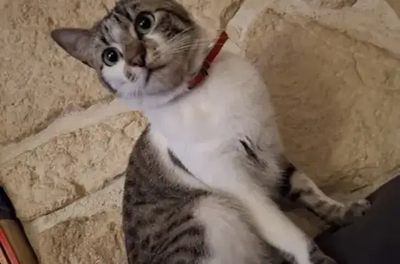 Chatte tigrée perdue, collier rouge, Montel - photo