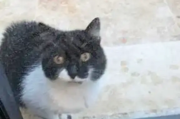 Animaux trouvés Saint-Rémy-de-Provence, photo: Chien trouvé, chat noir et blanc à St-Rémy
