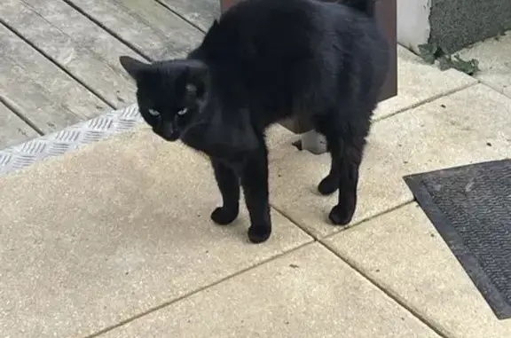 Jeune chatte noire trouvée à Contamine-sur-Arve - photo