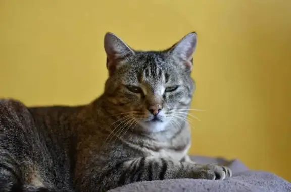 Chat perdu, Latillé, photo: Chat tigré perdu à Latillé