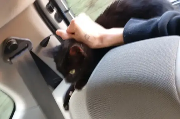 Animaux trouvés Sélestat, photo: Chatonne noire trouvée à Sélestat