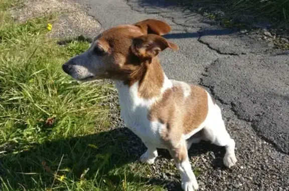 Chien perdu La Rivière-Saint-Sauveur, photo : Chien perdu: Jack Russel craintif, La Rivière