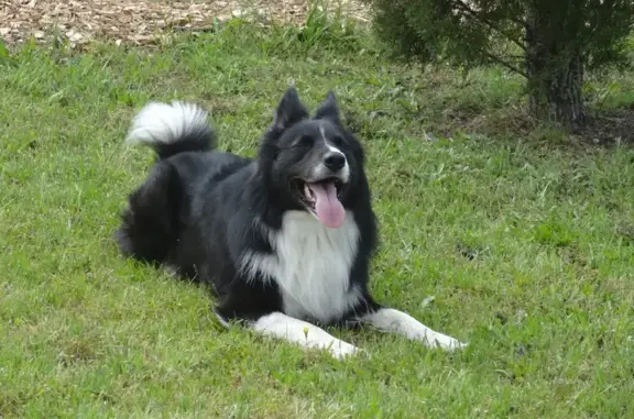 Chien perdu , photo : Border collie volé à Liposthey