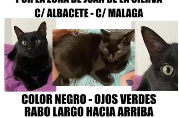 ¡Gato Negro Perdido en Getafe!