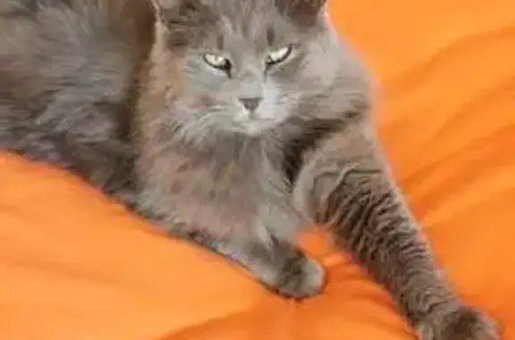 Animaux perdus Le Teil, photo: Chatte grise 8 ans perdue, Le Teil
