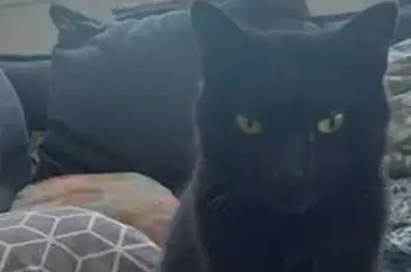 Chatte noire disparue à Tourville-sur-Sienne - photo