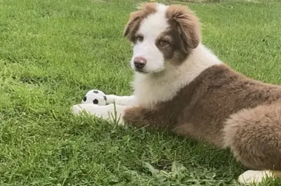 Chien perdu , photo : Berger Australien perdu à St-Arnoult-des-Bois