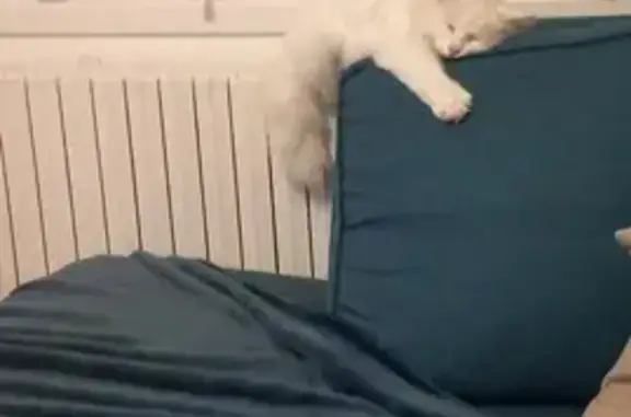 Chatte blanche disparue à Féchain - photo