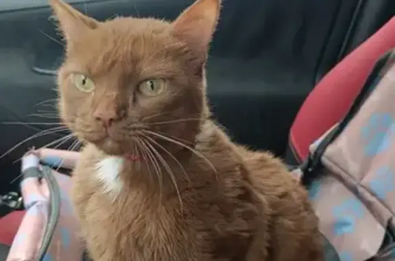 Chat européen mâle perdu à Lentiol - photo