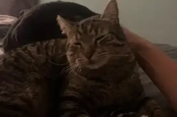 Lost Brown Tabby: Reward Offered!