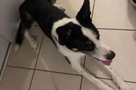 Chien de berger trouvé près du tram 1er Mai - photo