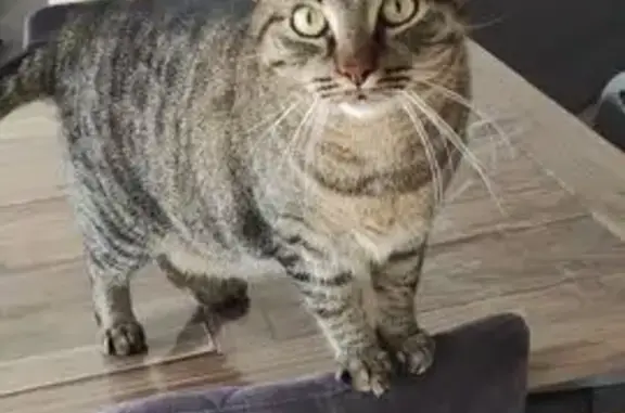 Animaux perdus Dammarie, photo: Chat disparu à Dammarie : NINI introuvable