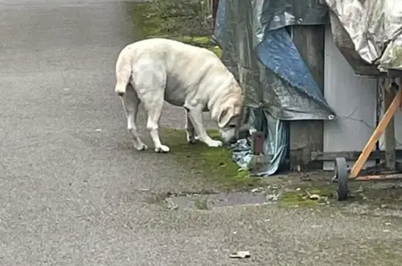 Chien trouvé Fontoy, photo: Chien errant sur piste cyclable à Fontoy