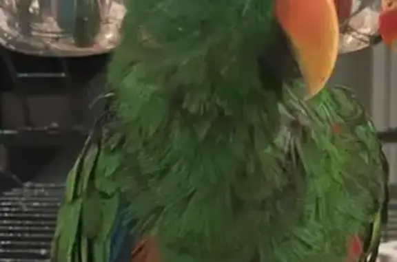 Help Find Lost Green Eclectus in Sunbury!