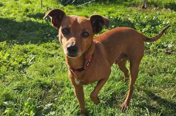 Animaux trouvés , photo: Petit chien marron trouvé à Pressigny
