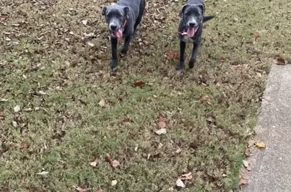 Found: Friendly Puppies in Lawrenceville