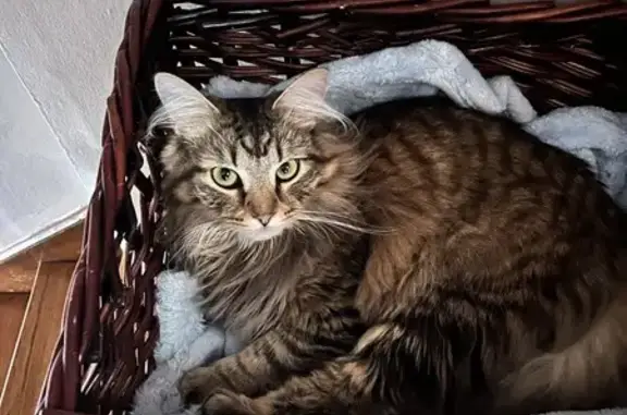 Lost Brown Tabby Toby on King Ave