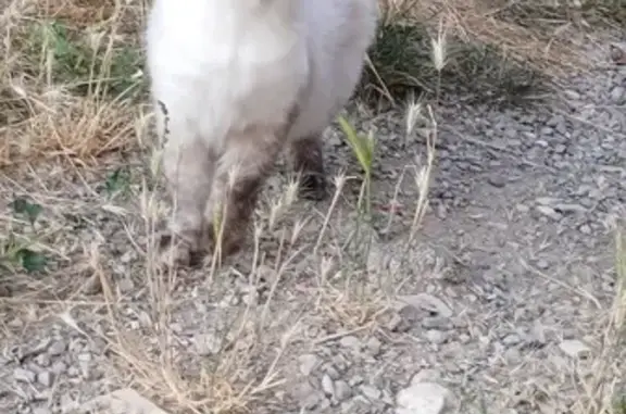 Chat perdu à La Batarelle Haute, Marseille - photo