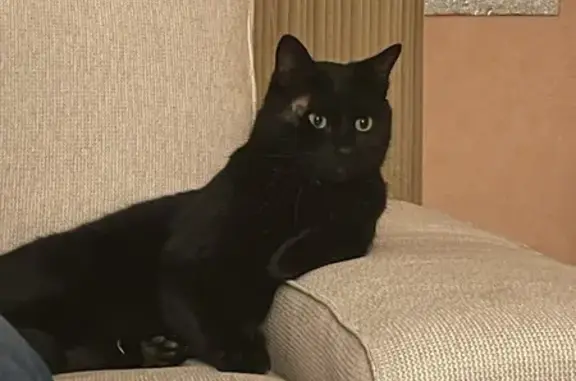 Animaux perdus , photo: Chat noir perdu à Guipavas