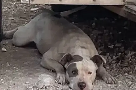 Perro perdido: blanco con manchas grises