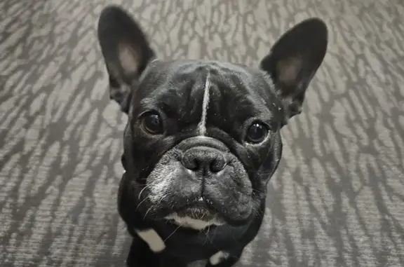 Lost Frenchie: Black & White, Maplewood