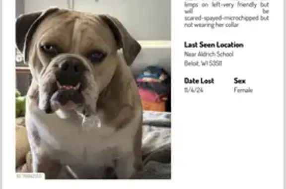 Reward for Missing Lilac Merle Bulldog