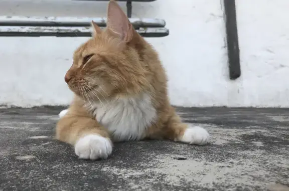 Chat perdu, Sète, photo: Chat roux/blanc perdu à Sète, Rue Belfort
