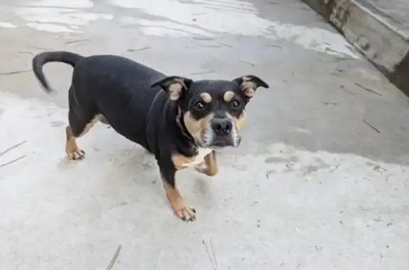 Lost: Sweet Rotti-Pit Mix, Gigi!