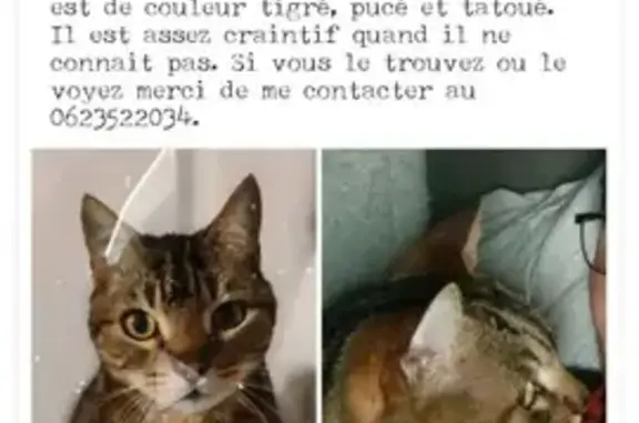 Chat mâle tigré perdu à Bourgoin-Jallieu - photo