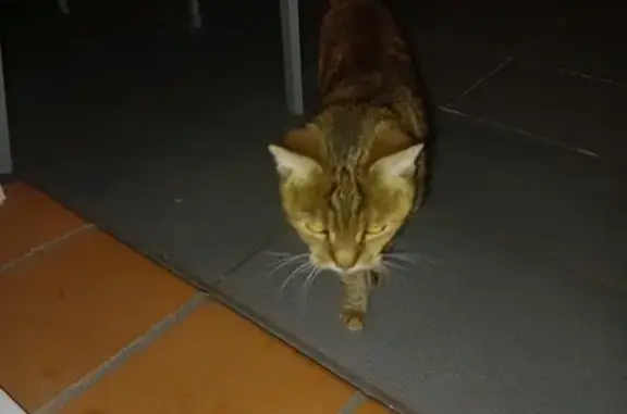Chat affamé errant Impasse Lucie Aubrac - photo