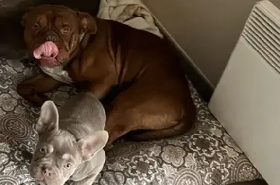Deux chiens mâles perdus à Hautefage-la-Tour - photo